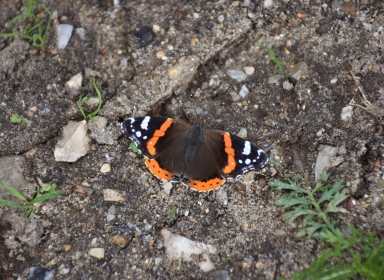 Billede