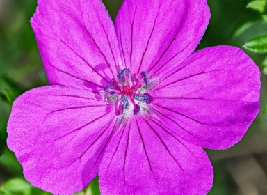 Blodrød storkenæb blomst