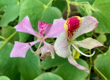 Blomst i Væksthusene