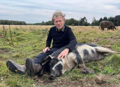 Martin Keller sidder på mark og kæler for en gris, der sover i græsset.