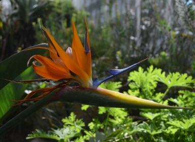 Blomst af planten paradisfugl