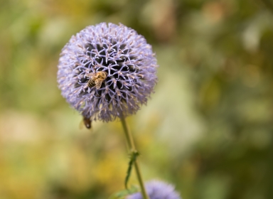 bi og blomst
