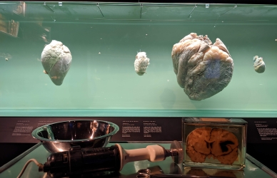 Retsmedicinske redskaber foran akvarium med hjerter Retsmedicinske redskaber foran akvarium med hjerter