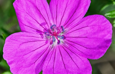 Blodrød storkenæb blomst