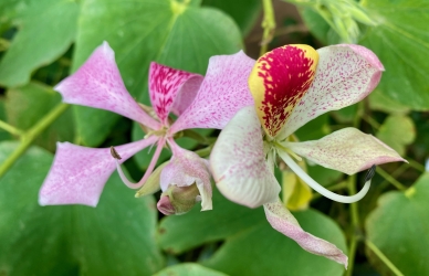 Blomst i Væksthusene