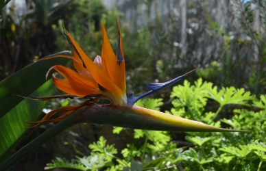 Paradisfugl i blomst i Væksthusene