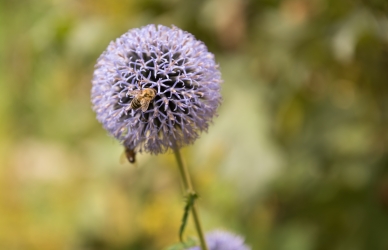 bi og blomst