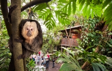 GÅ PÅ OPDAGELSE I DEN TÆTTE, FRODIGE AMAZONREGNSKOV Når du træder ind i den 2000 m2 store Sydamerikakuppel, træder du ind i en eventyrlig verden med uudforskede grotter og templer, brusende vandfald, hængebroer og en tilgroet træhytte, hvor en hemmelighedsfuld jungleprofessor holder til.  Dyrelivet er rigt og tæller alt fra små, flittige bladskærermyrer og glubske piratfisk til store, fredsommelige søkøer.